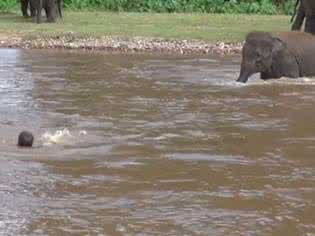 小象渡河救人 小象渡河救人 如何涉水渡河呢
