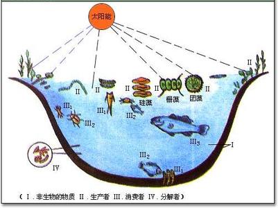 水域生态系统的恢复 水域生态系统