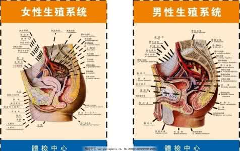 女性生殖系统外如图示 生殖系统