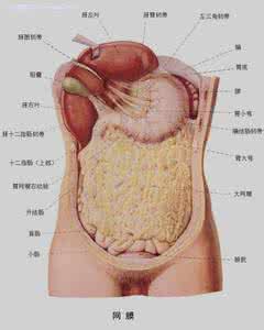 人体器官内脏分布图 人体内脏图 人体内脏分布概观简图