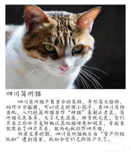 中国本土龟种类 中国本土猫 中国本土猫种类知多少