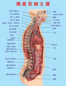 足底按摩手法图 【穴位治疗】颈椎病的足底按摩法 & 巧治颈椎病