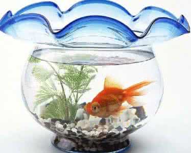 风水布局催财法 养鱼催财 养鱼风水6大讲究