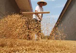 小麦收购价格 今日小麦收购价格 小麦托市收购今日结束市场迎来政策调整窗口