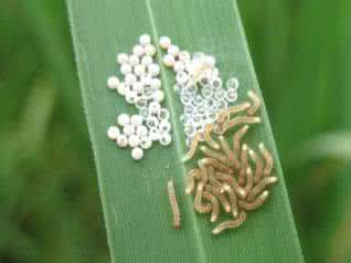 棉铃虫 水稻稻田棉铃虫