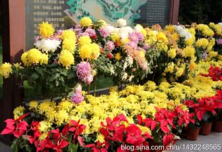 向日葵鲜花预定 鲜花碧草将失去鲜艳 这样让鲜花更加鲜艳哦!