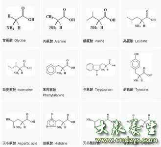 人体所需氨基酸种类 氨基酸种类 氨基酸的种类 补充身体所需