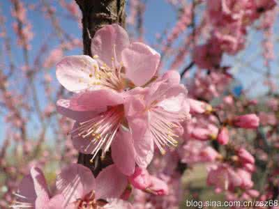 榆叶梅 榆叶梅 蔷薇科榆叶梅