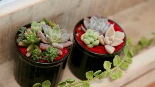 多肉植物种植技巧 【家庭园艺】多肉植物种植技巧