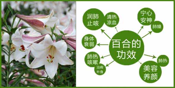 防癌抗癌 百合的功效 百合防癌抗癌> 中医中药