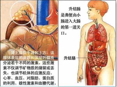 人体器官分析图 人体器官及病理分析全图（上）（值得珍藏）