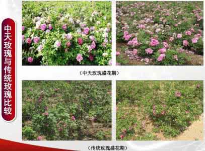 中天玫瑰 中天玫瑰 万亩玫瑰种植加工项目暨玫瑰文化创意产业方案摘要