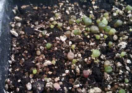 生石花播种 生石花播种过程纪实
