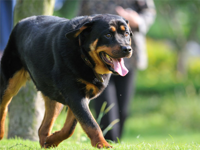 罗威纳犬怎么看纯不纯 怎么训练罗威纳犬