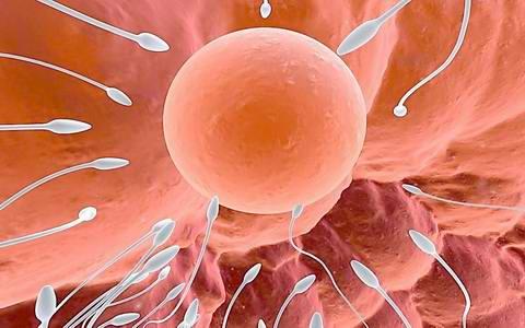 如何鉴别卵子质量好坏 怎样提高卵子质量