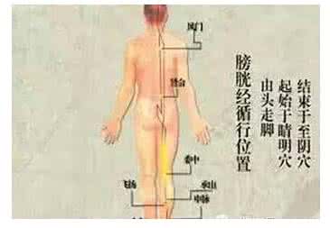 五脏六腑背部反射图 五脏六腑背部反射图 男人背上长痘 背部长痘对应五脏六腑