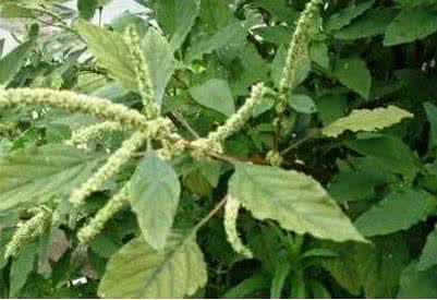 农村野草名称大全图片 农村人就地取材用这种野草治咽喉肿痛 屡试不爽