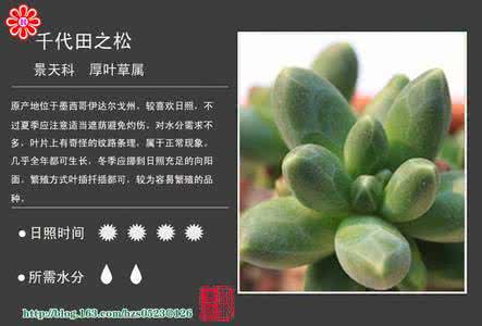 多肉植物水泡品种图鉴 多肉植物怎么养护？800多种多肉品种图鉴（一）