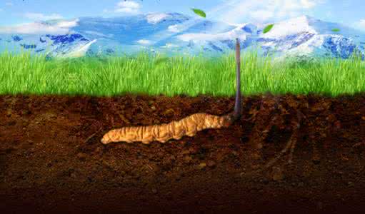 冬虫夏草营养价值 小盐藻 大健康 价值远超冬虫夏草