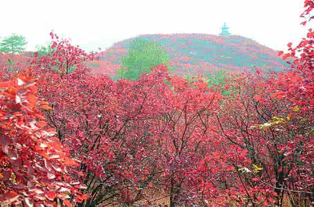 桐柏枫叶什么时候红 桐柏枫叶在什么地方?
