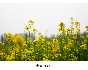 沈阳周边油菜花 北京周边油菜花 沈阳周边有这么多油菜花海！带上这张地图，走起！