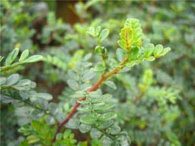 百合科药用植物 药用植物百合叶枯病