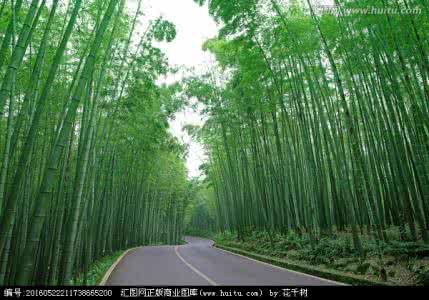 竹子能干什么 竹子能干什么?
