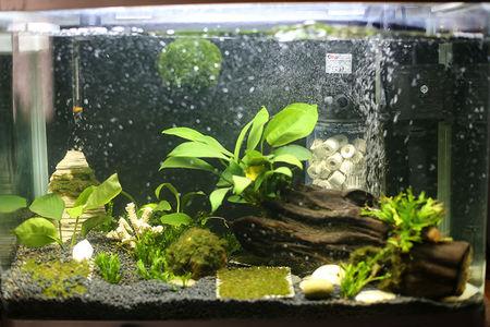 新手养鱼开缸 新手养鱼基础——开缸