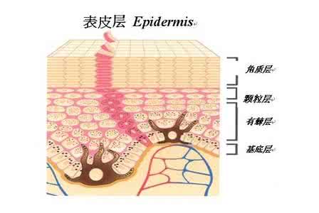 皮肤的基础知识 皮肤基础知识有什么