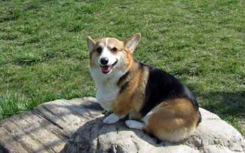 柯基犬多少钱一只 柯基犬爱叫吗