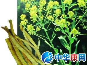 中药鱼腥草 板蓝根 中药鱼腥草的作用