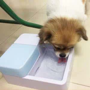 泰迪不喝水怎么办 泰迪不喝水 泰迪能喝白糖水吗？