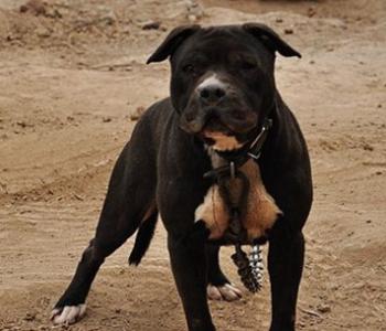 比特犬价格 比特犬价格 2014年比特犬价格