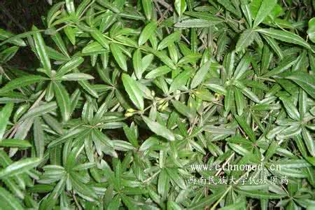 治糖尿病最好的中草药 便宜草药能治好糖尿病。