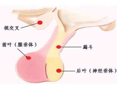 催乳素高影响怀孕吗 催乳素高影响怀孕吗 催乳素高怀孕怎么办