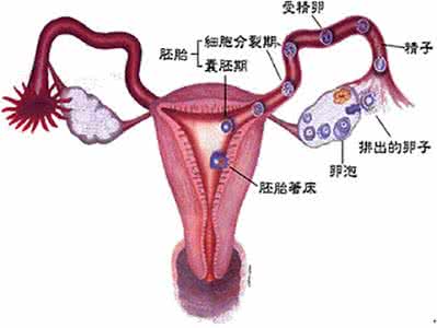 生殖系统疾病死的名人 重复性交容易导致生殖系统疾病:重复性爱导致体力消耗过大