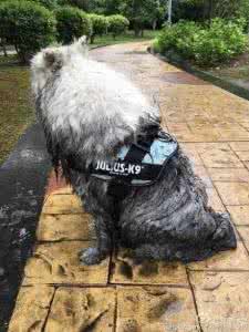 下雨天怎么遛狗 以后下雨天就别出门遛狗了，别问我为什么