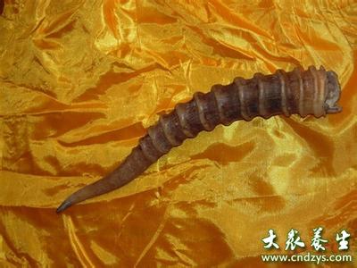 羚羊角丝怎么煮水 羚羊角丝怎么煮水 羚羊角丝煮水