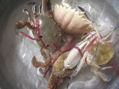 海蟹死了还能吃吗 海蟹死了还能吃吗 海蟹死了能吃吗 这物死了近半月居然还能吃
