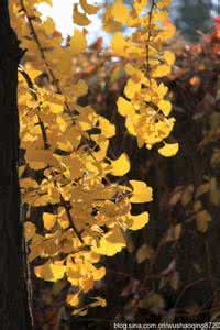 秋叶秋风泪散文空间 秋风舞秋叶*