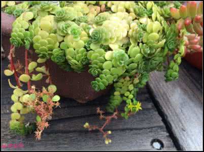 多肉植物的园艺 【园艺】逛游多肉植物大棚（三）