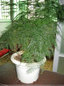 文竹 【原创】家养文竹