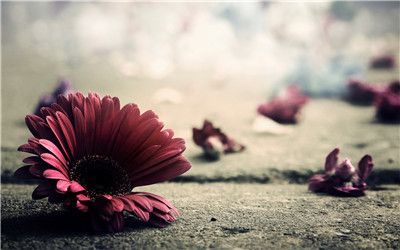 一人花开一人花落 时光蹁然，一人花开一人花落