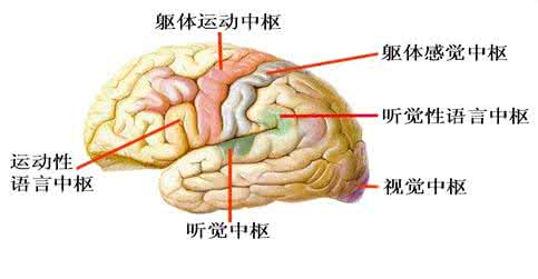 神经心理学专业 神经心理学