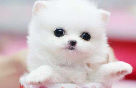 如何训练幼犬大小便 茶杯犬大小便如何训练？