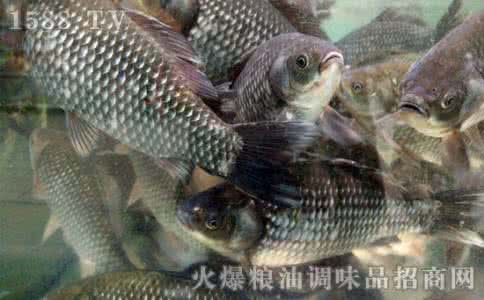 秋天是吃什么海鱼好吃 秋天吃什么鱼好