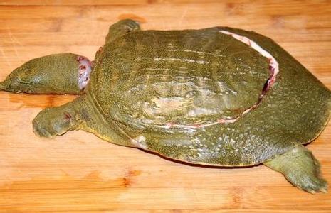 如何宰杀甲鱼 粤菜入门 甲鱼的宰杀以及初加工方法