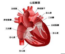 心律失常主要护理诊断 心律失常及心力衰竭 高血压病主要死因()。 A.脑出血 B.心律失常 C.心力衰竭 D.心