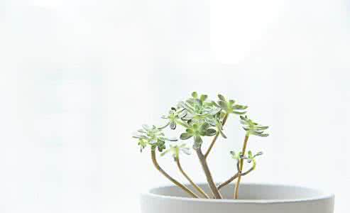 一言不合就卖萌 一言不合就 室内、植物，一言不合就合体