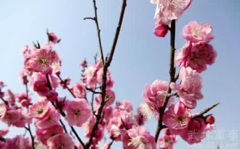 寿阳公主梅花妆 寿阳公主是偶然发现的梅花妆吗？